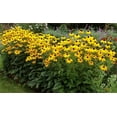 Garden Plant Seed Flower OIF8 Seed Rudbeckia Laciniata Black Or Brown