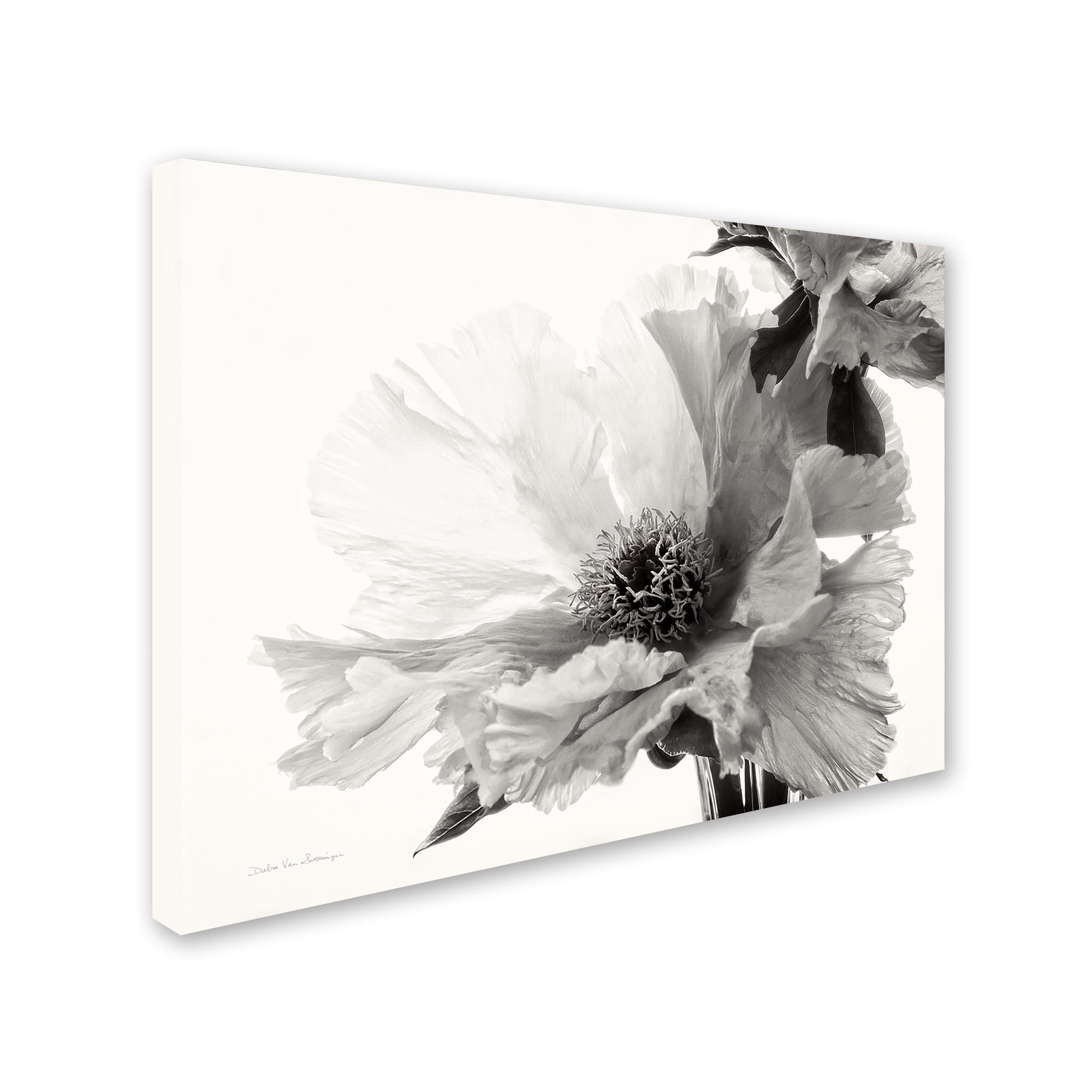 Trademark Fine Art 'Translucent Peony VBW' Canvas Art by Debra Van Swearingen