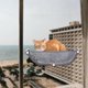 thumbnail image 3 of Cómoda Cama para Gatos con Ventana, Hamaca para Tomar El Sol, Percha para Gatos con, 3 of 9