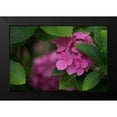 thumbnail image 2 of Crane, Rita 24x17 Black Modern Framed Museum Art Print Titled - Pink Hydrangeas VI, 2 of 5