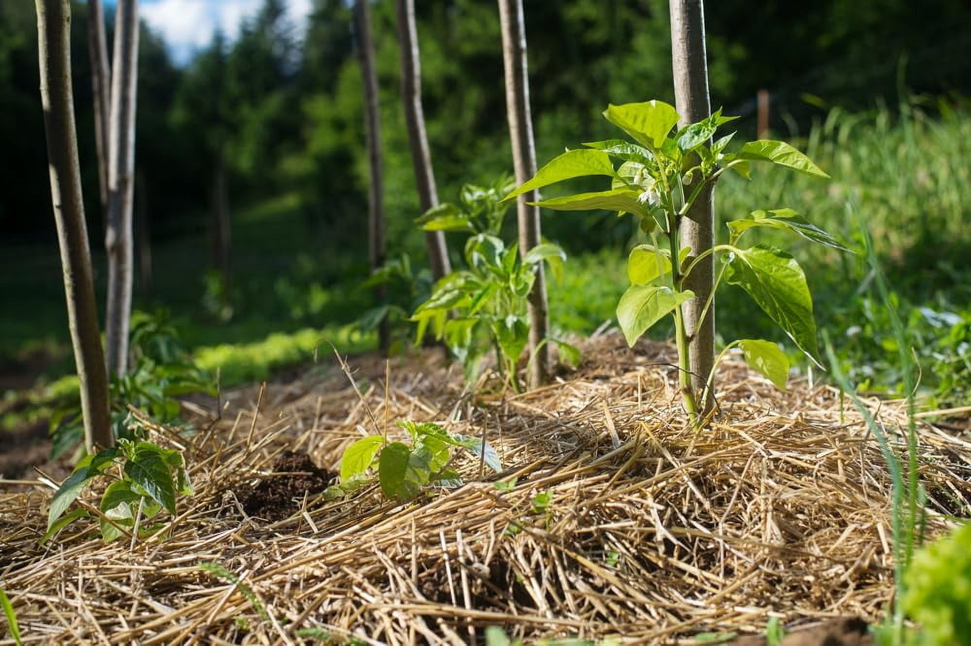 Wheat Straw Garden Mulch - Great for Strawberry Patch and Vegetable Garden Mulch - All Natural, Non-GMO (8 Pounds (40 Sq Ft))