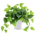thumbnail image 1 of Planta artificial CEWOR Pothos Scindapsus Aureus de 20 cm con maceta, 1 of 7