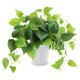 thumbnail image 1 of Planta artificial CEWOR Pothos Scindapsus Aureus de 20 cm con maceta, 1 of 7