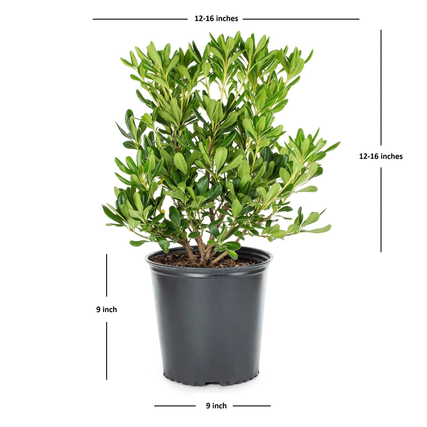 Expert Gardener Green Pittosporum 'Japanese Mock Orange' (2.5 Gallon) Part Sun Evergreen Shrub - Live Plant