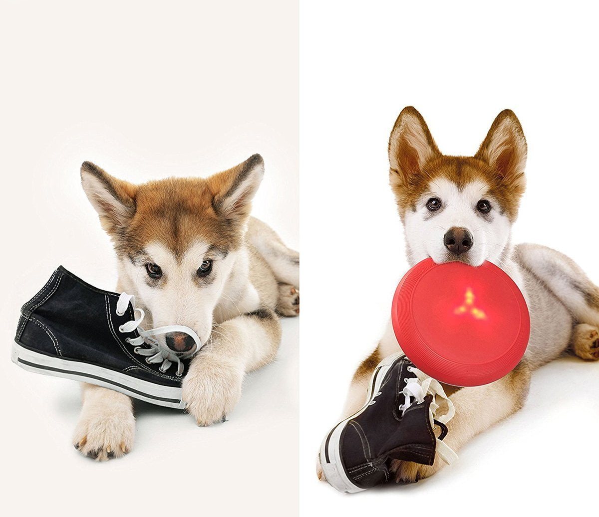 soft frisbee dog toy