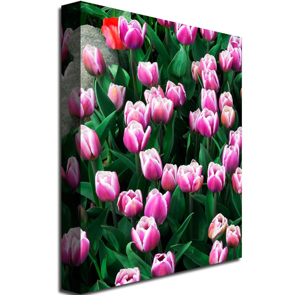 Trademark Fine Art Kurt Shaffer 'Purple White Tulips and One Red' Canvas Art 30x47 Inches