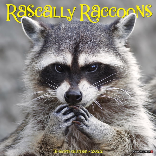 rascally-raccoons-2022-wall-calendar-other-walmart