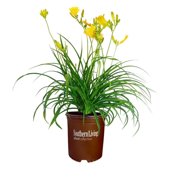 Southern Living Stella Daylily Live Shrub in 1-Gallon Grower Pot