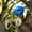 blue-1E, variant on MMJ Garden Decor Dinosaur Squirrel Feeder 6.7x3.9x4.7in Hanging Resin Wildlife Feeder for Tree