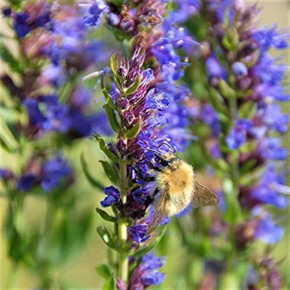 Hyssop Plant Seeds - 200 Count Seed Pack - a Pretty Compact Perennial with Spikes of Blue and Violet Flowers. - Country Creek Acres