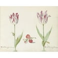 thumbnail image 2 of Jacob Marrel 18x15 Black Ornate Wood Framed Double Matted Museum Art Print Titled - Two Tulips with Strawberries and Snail (1637), 2 of 5