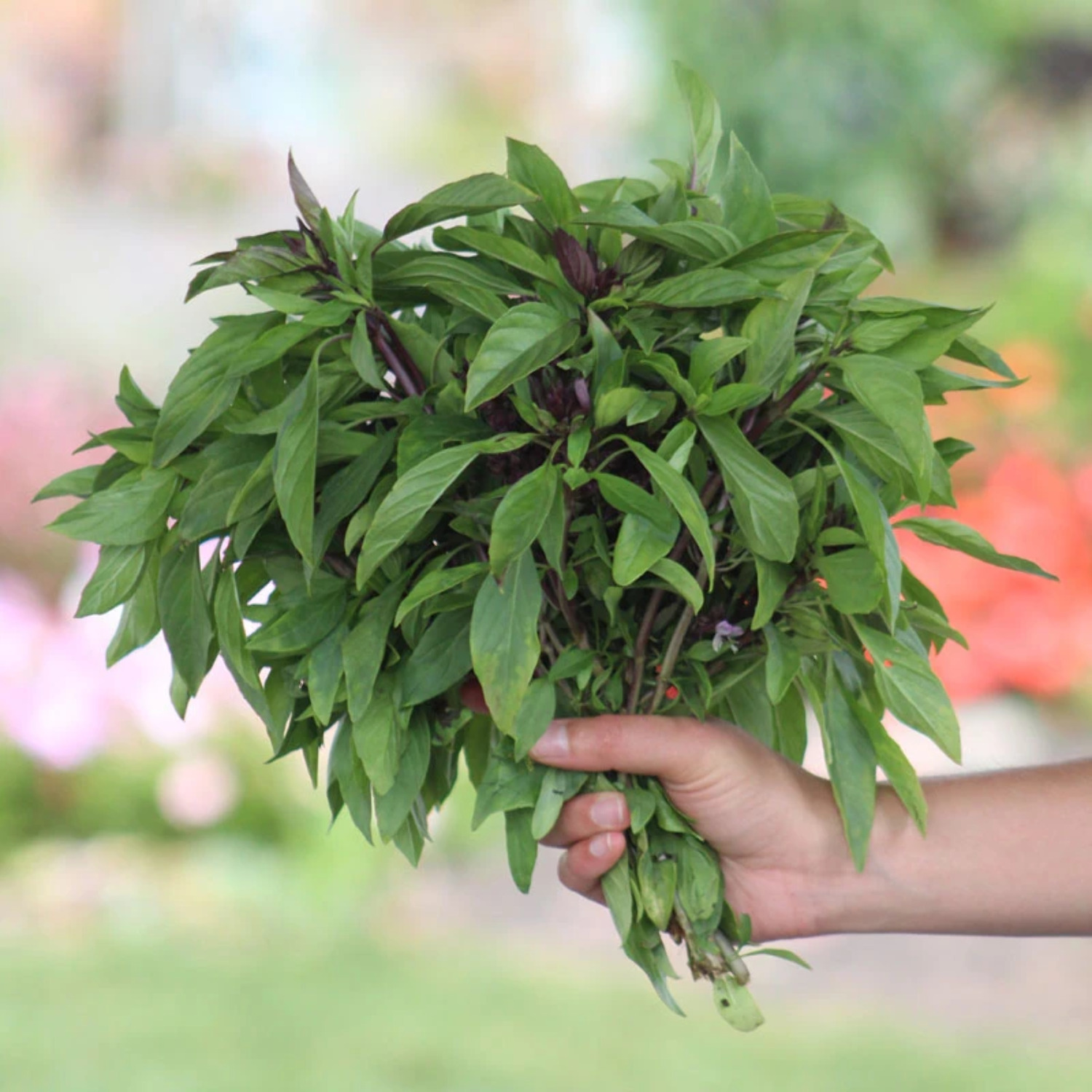Basil Siam Queen Seed