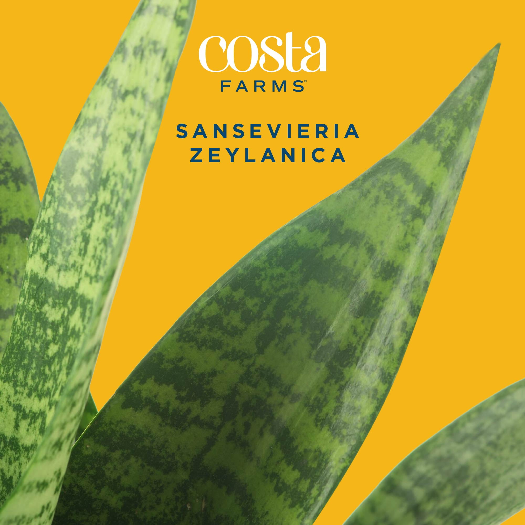 Costa Farms 12" Snake Plant Zeylanica Live Plants in 5" Self-Watering Planter