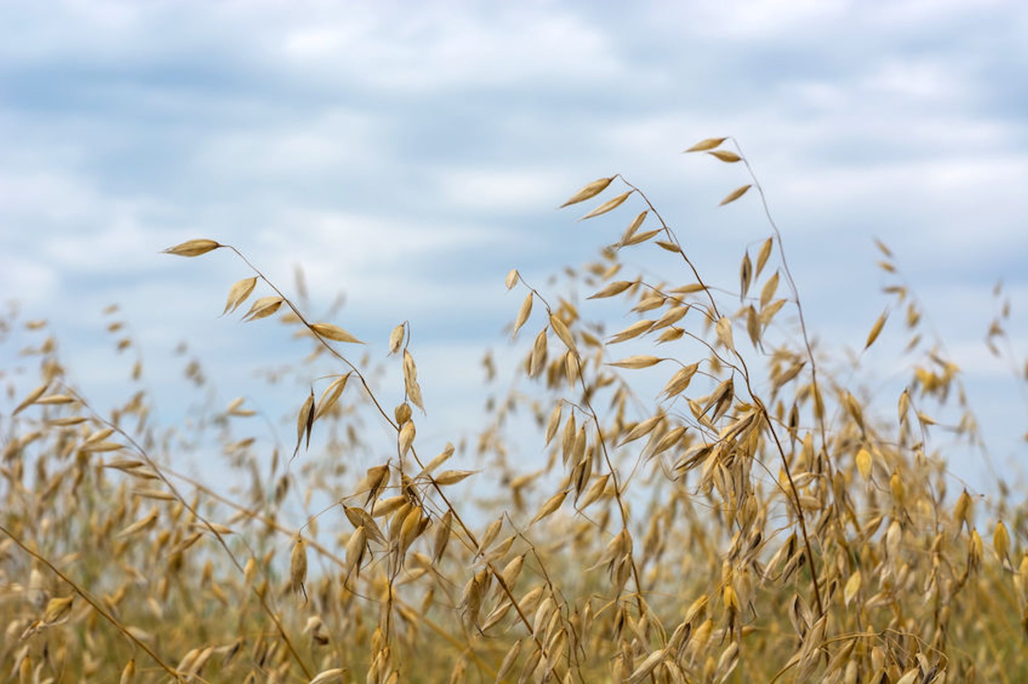 100 seeds Organic Hulless Oats Starter Seed Pack Cereal & flour GrainGrow your own Flour