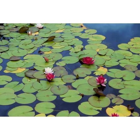 Green Pond Lily - Canvas Print Nature Green Lotus Water Lily Pond Waterlily Stretched Canvas 10 x 14