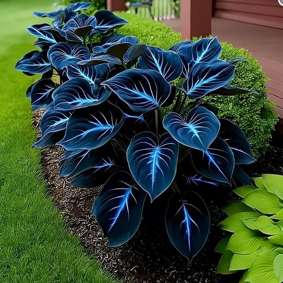 GSDWIUEW Dark Purple Heart Hosta Seeds, Midnight Blue Heart Hosta Plants, Easy to Plant, Ornamental Flowers for Planting Outdoors, Likes Humid Environment Unique and Beautiful Leaves for Gardens