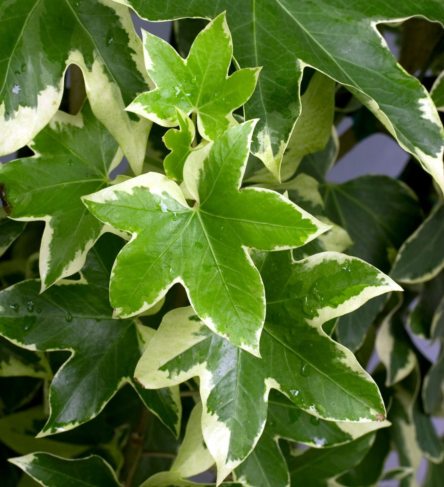 Southern Living Angyo Star Fatshedera (Hybrid of Fatsia japonica and English Ivy) - 3 Gallon