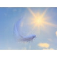 thumbnail image 2 of Jaynes Gallery 24x19 White Modern Wood Framed Museum Art Print Titled - Washington State-Seabeck Close-up of falling feather, 2 of 4