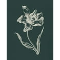 thumbnail image 2 of Wild Apple Portfolio 20x24 Black Ornate Wood Framed with Double Matting Museum Art Print Titled - Eden Tulips I, 2 of 4