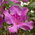 thumbnail image 3 of Encore Azalea Autumn Royalty Live Shrub, 3 of 8