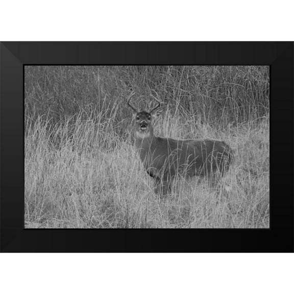 Renkin, Diane 14x11 Black Modern Framed Museum Art Print Titled - Whitetail Deer Buck, Yellowstone National Park