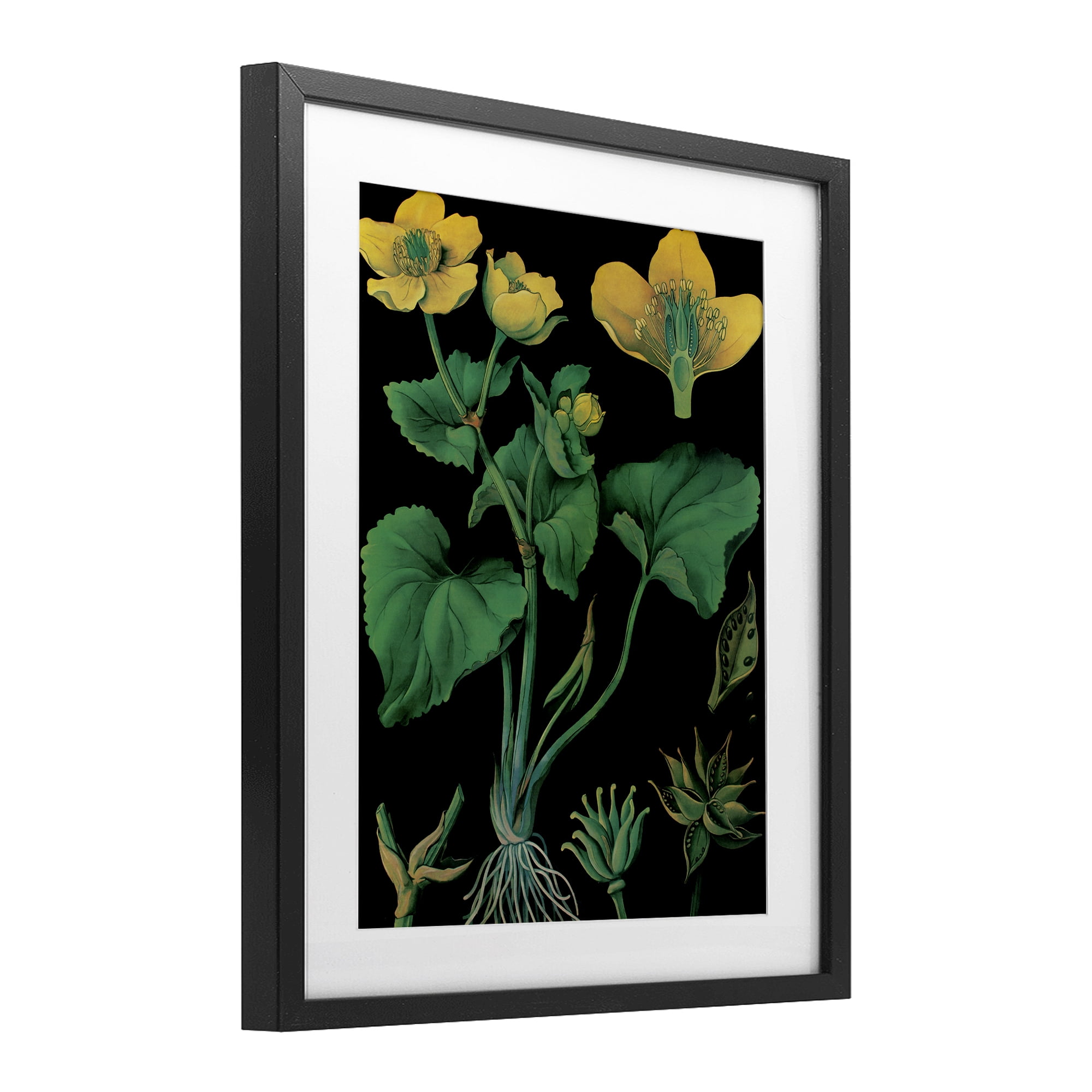 Stupell Industries Marsh Marigold Illustration Study Black Framed Print Under Glass, design by Vintage Hustle