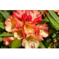 thumbnail image 2 of Johnson, George 14x11 White Modern Wood Framed Museum Art Print Titled - Rhododendron II, 2 of 4