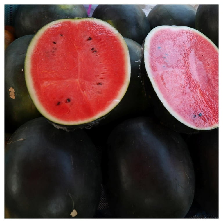 Everwilde Farms Black Diamond Watermelon Seeds for Planting