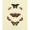 thumbnail image 3 of Knorr 20x23 Black Modern Framed Museum Art Print Titled - Knorr Butterflies III, 3 of 5