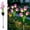 D, variant on ZEIDO 2PCS Outdoor Solar Tulip Led Flower Garden Stake Light, Yard Decorative Light Up Tulip Flowers, Decorative Solar Patio Lawn Lamp, Path Landscape Inground Tulip Flowers White