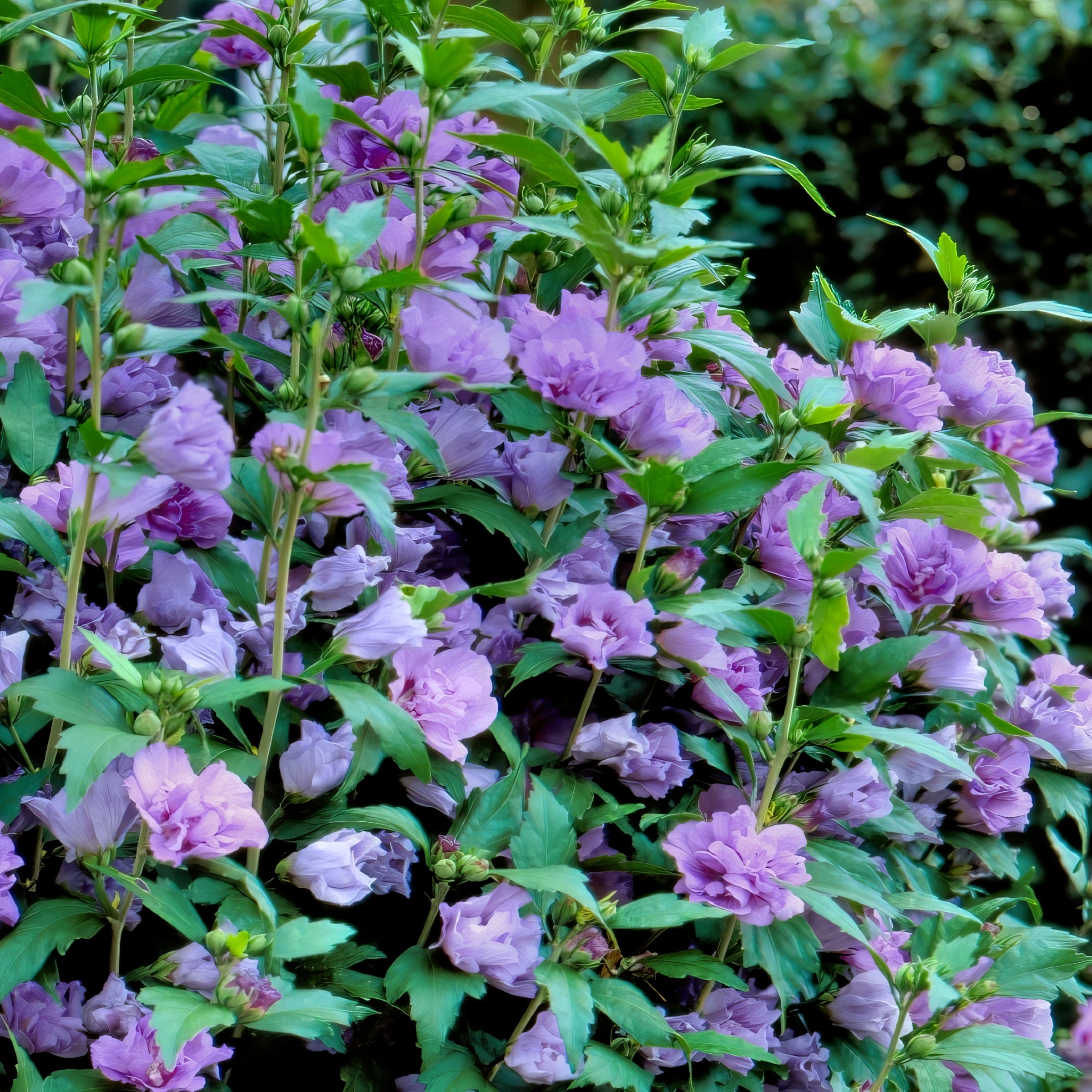 2 gal Live Shrub Hibiscus 'Blueberry Smoothie'