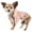 Peach, variant on Dog Helios ® 'Torrential Shield' Waterproof Multi-Adjustable Pet Dog Windbreaker Raincoat