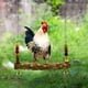 thumbnail image 5 of Columpio para aves y pollos Accesorios para gallineros Columpio para aves y pollos, loros y gallinas, 5 of 5