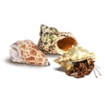 thumbnail image 1 of Cangrejo Ermitaño Vivo Nature Gift Store 3.8 cm con 2 Caparazones, 1 of 9