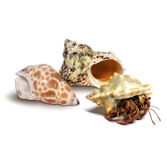Cangrejo Ermitaño Vivo Nature Gift Store 3.8 cm con 2 Caparazones