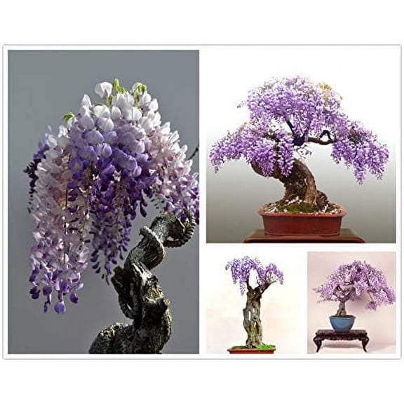 Chinese Wisteria Tree Seeds, Bonsai Seeds, MVR1 Pack of 30 Bonsai Tree Seeds