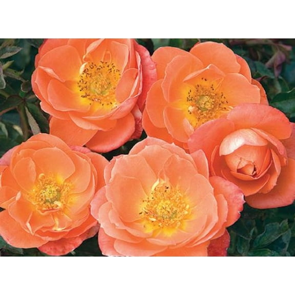 Amber Sunblaze® Miniature Rose Bush - Fragrant/Hardy - 2.5" Pot