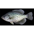 thumbnail image 1 of Crappie Fish On Black Photo License Plate, 1 of 1
