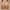 Beige, variant on 2024 Summer Savings! Bras for Womens,loopsun Women's Bra Soild Wire Free Underwear One-Piece Bra Everyday Small Cup Underwear