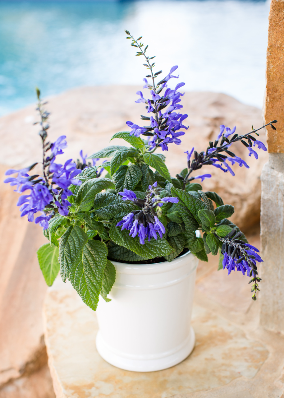 Expert Gardener 2.5QT Multicolor Salvia Live Plants with Grower Pot