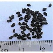 150 NIGELLA Sativa BLACK CUMIN Spice Black Caraway Fennel Flower Herb Seeds