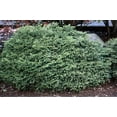 thumbnail image 2 of Expert Gardener 2.5QT Bird Nest Pine Spruce Live Plants Full Sun Green, 2 of 3
