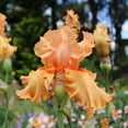 Bearded Iris - Autumn Riesling - 1 Bulb - Orange Flower Bulbs, Rhizome ...