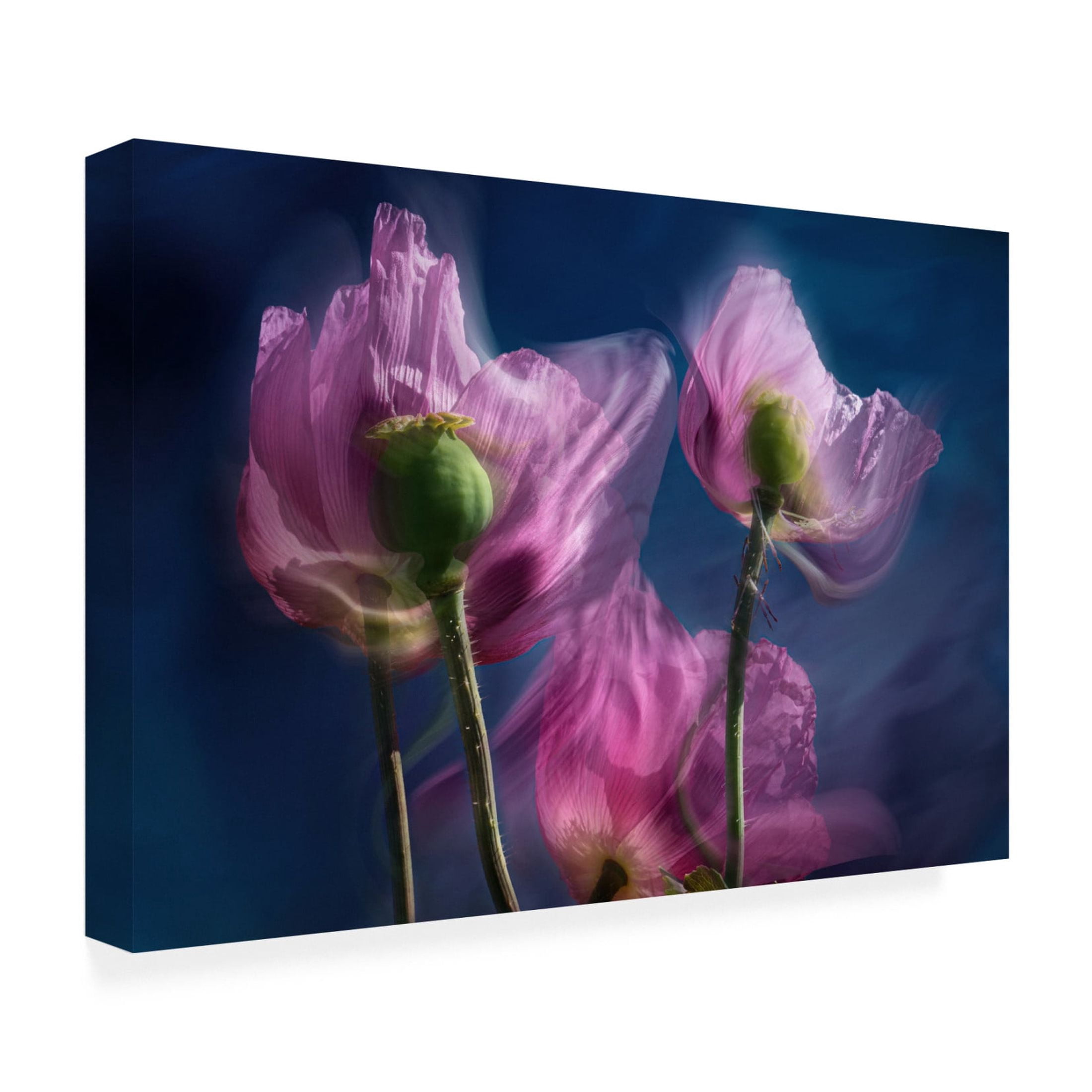 Trademark Fine Art Stephan Ruckert Poppies by the wayside Canvas Wall Art