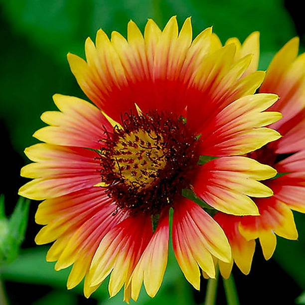 Created By Nature Georgia Wildflower Seed Mix, 18 Flower Varieties, 35,000  Seeds - Walmart Business Supplies