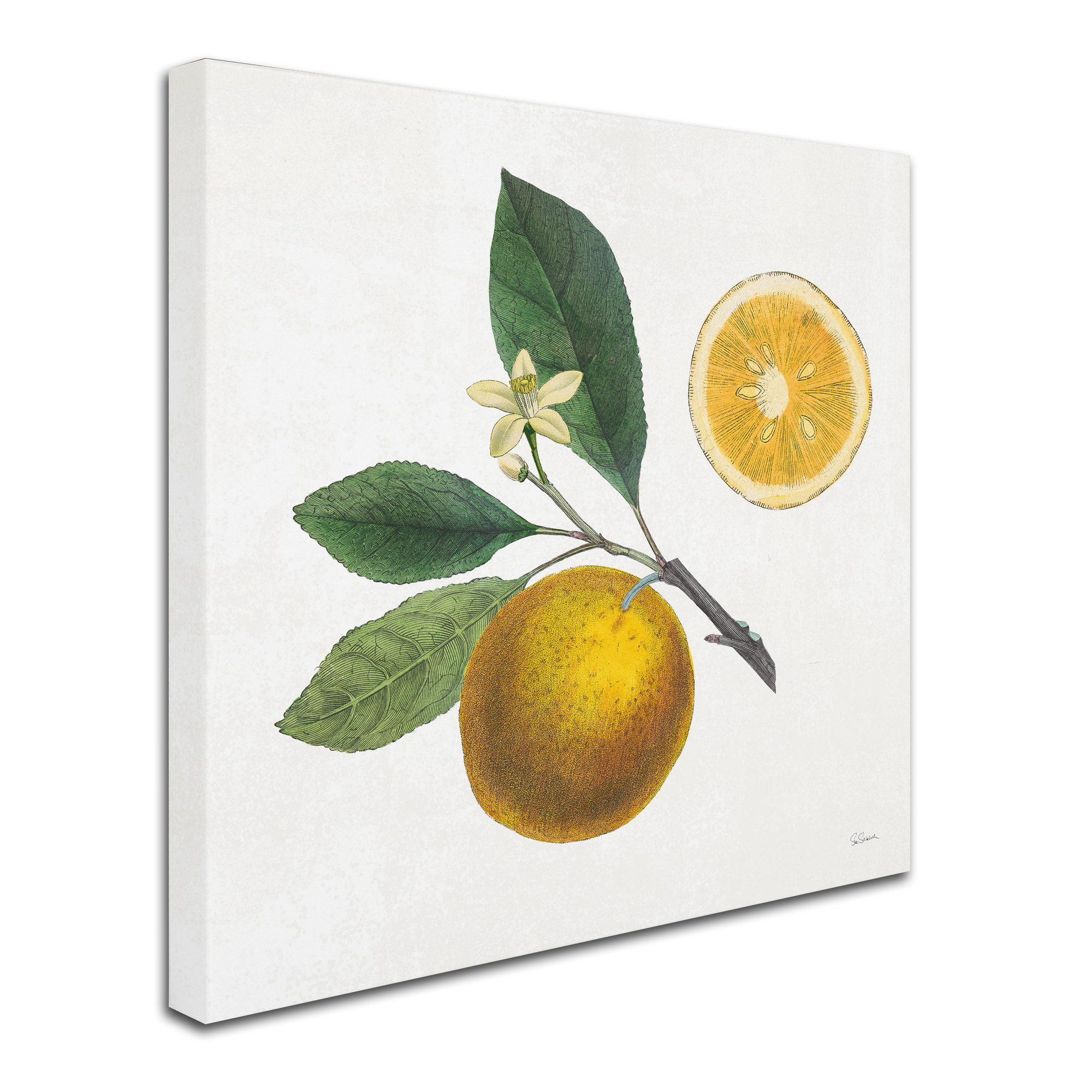 Trademark Fine Art 'Classic Citrus II' Canvas Art by Sue Schlabach