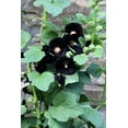 thumbnail image 4 of 25 BLACK HOLLYHOCK Alcea Rosea Nigra Flower Seeds, 4 of 10
