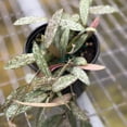 thumbnail image 5 of Hoya Sigillatis Live Plant | Long Hoya Starter Plants | House Plants Live for Beginner | Hoya Cuttings Rare Plant Gifts | Fully Rooted Hoyas, 5 of 5