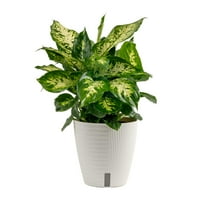 Costa Farms 12" Tall Dieffenbachia, Bright Indirect Sunlight,Indoor Live House Plants, Self-Watering