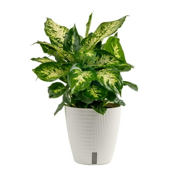 Costa Farms 12" Tall Dieffenbachia, Bright Indirect Sunlight,Indoor Live House Plants, Self-Watering